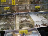 ���䲰