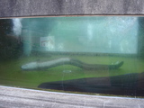 �礦�ʤ�