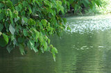 rever