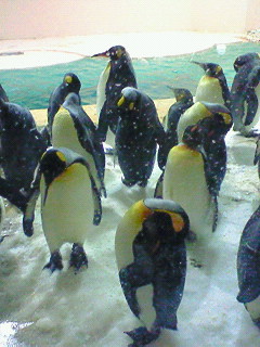 �ڥ󥮥�