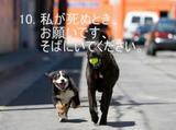 犬と私の10の約束