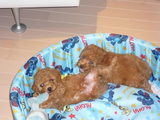 Minnie&Qoo
