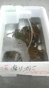 �ޥ륷�����錄�꤬��
