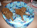 Minnie&Qoo