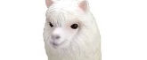 ¥É¥¥É¥¤É¤¦¤Ö¤Ä¥·¥ê¡¼¥º ¥¢¥ë¥Ñ¥« ¥¢¥ë¥Ñ¥«