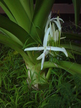 spider lilly