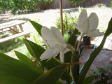 white ginger