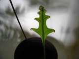 baby fern