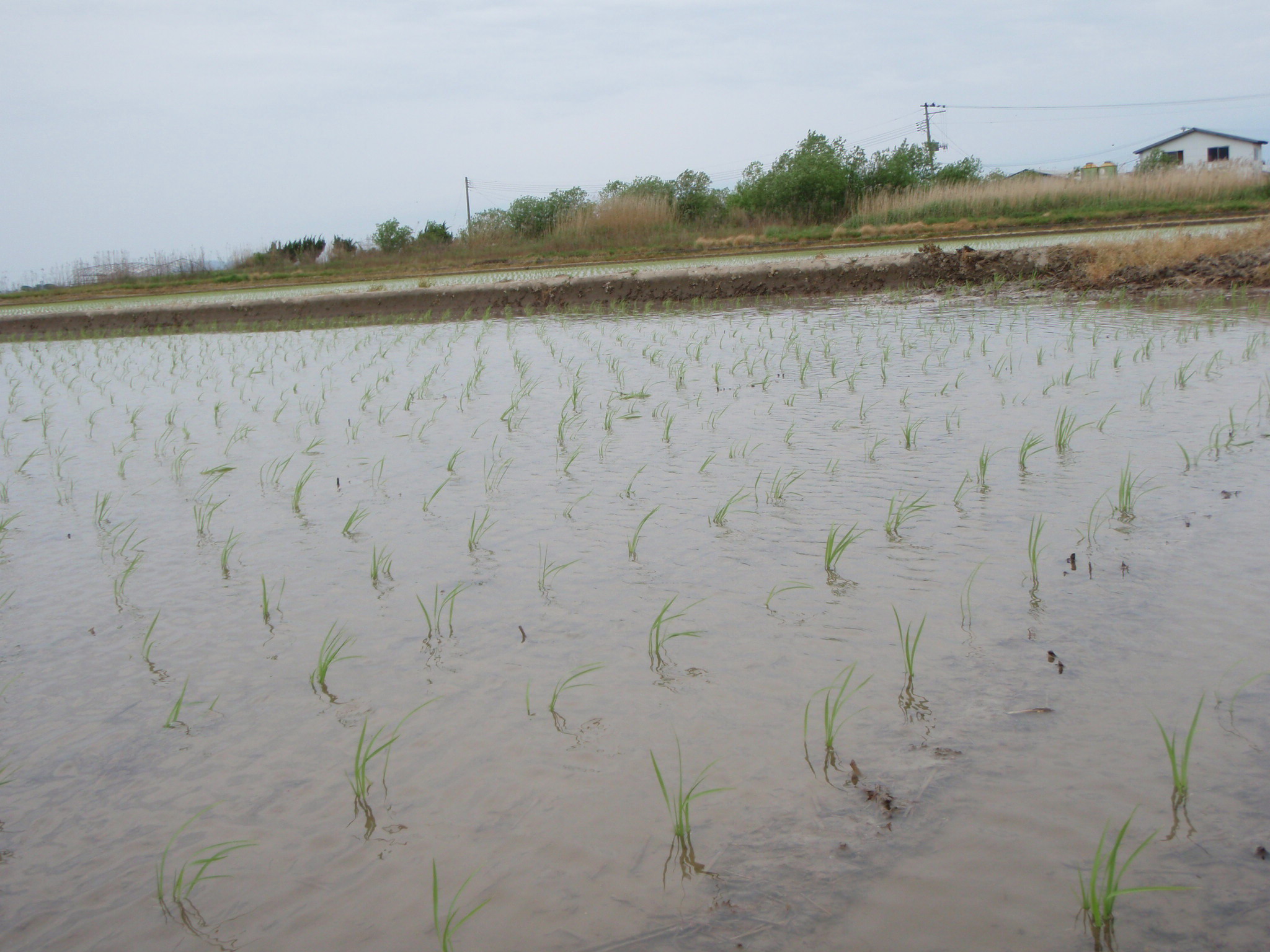 田植え 5.5−2