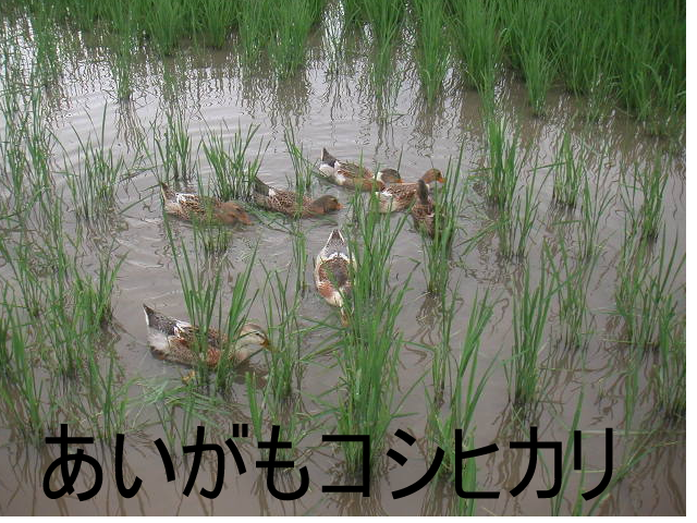 �դγ�