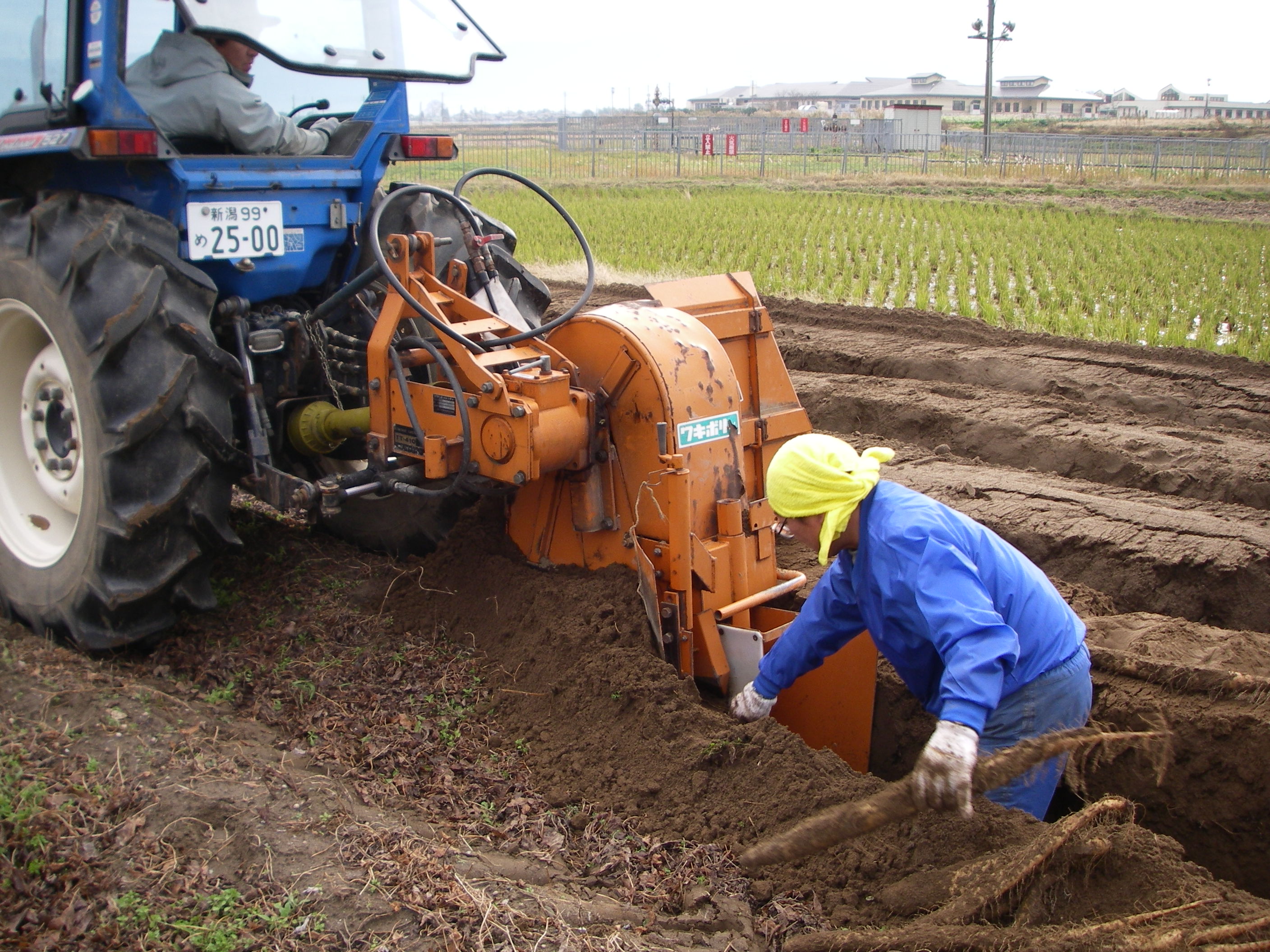 芋ほり坂井