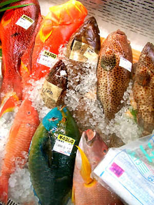 奄美の魚