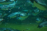 水族館3