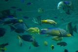 水族館1