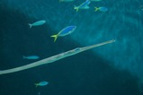 水族館4