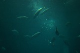 水族館2