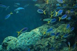 水族館5