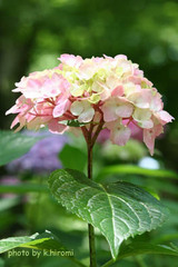 ajisai200706-1