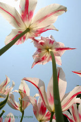 8a529190.jpg