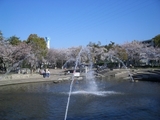 噴水と桜2