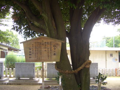 白山神社にある和合の木