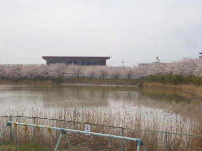 尾張旭市にある平池の桜