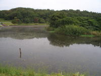 天白公園内大根池