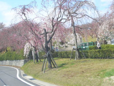̾�Ų��Լ黳��ˤ�����ë���ե롼�ĥѡ����Υ�����