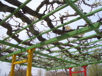 春日井市にある六軒屋公園の藤棚