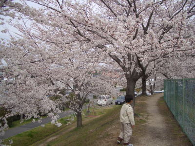 尾張旭市にある平池の桜