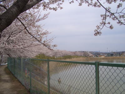 尾張旭市にある平池の桜