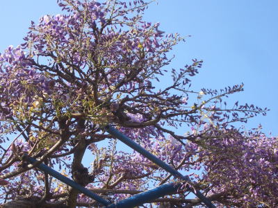 春日井市にある出川公園の藤の花