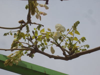 春日井市にある六軒屋公園の藤の花