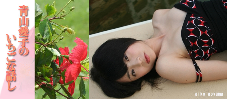 綺麗なハイビスカスと愛子様