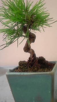200910180706000
