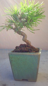 200910271257000