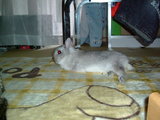 �ƥХƤ�Ӥ�