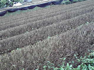 630f2d11.jpg