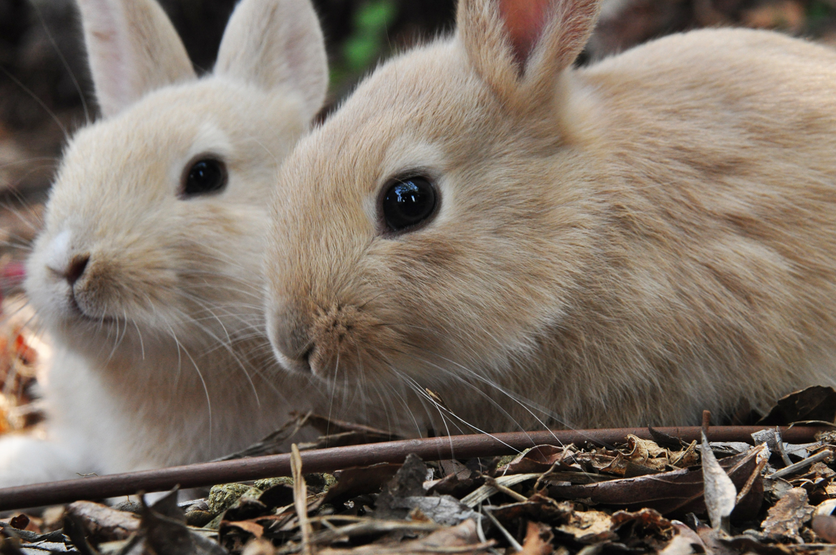 赤ちゃんウサギは うさぎ島 うさぎ好きの聖地 人口よりウサギの方が多い島 野良ウサギが３００羽 Naver まとめ