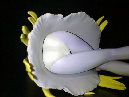 げんしけん/春日部 咲:パンツ