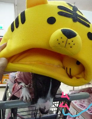 ¤ê¤óÆÒ