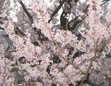 伊勢の桜