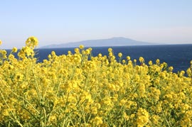 海洋公園の菜の花