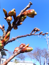 河津桜