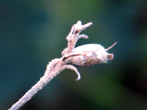 kangaroo1119b_ms
