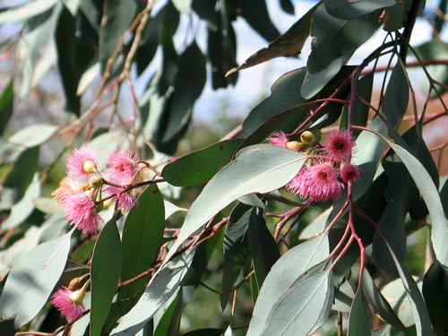 eucalyptus1119d_ms