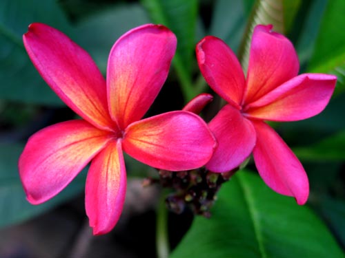 plumeria810a_ms