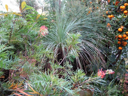 grevillea116b_ms