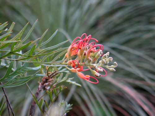 grevillea1116c_ms