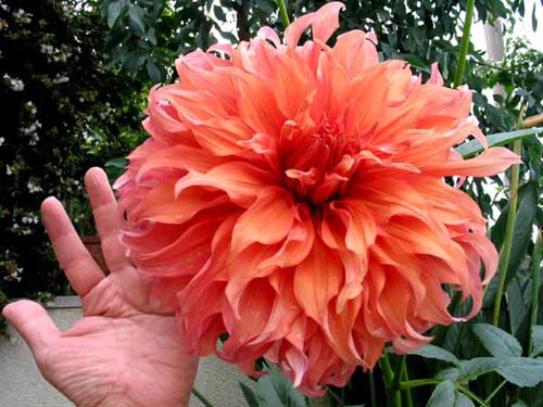 7fd6d394